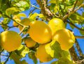 Citron 4 saisons